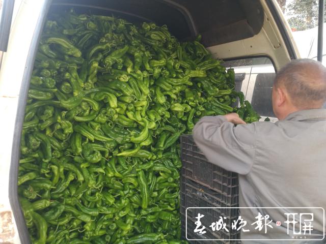 辣椒暴跌被“腰斬”，5元一公斤堪比白菜價 (5).jpg