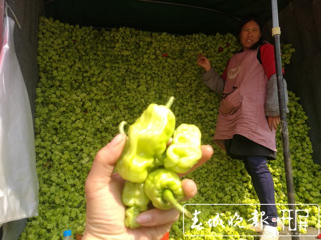 辣椒暴跌被“腰斬”，5元一公斤堪比白菜價 (21).jpg