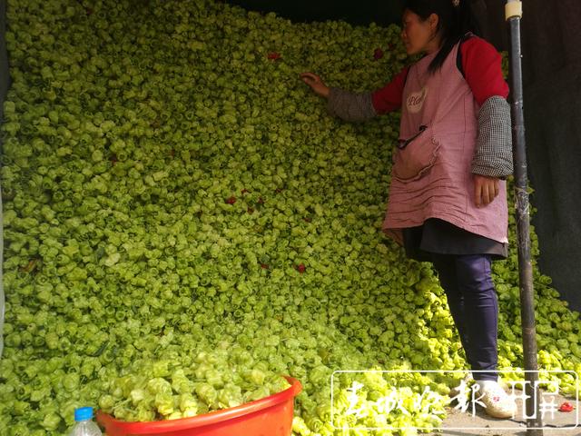 辣椒暴跌被“腰斬”，5元一公斤堪比白菜價 (19).jpg