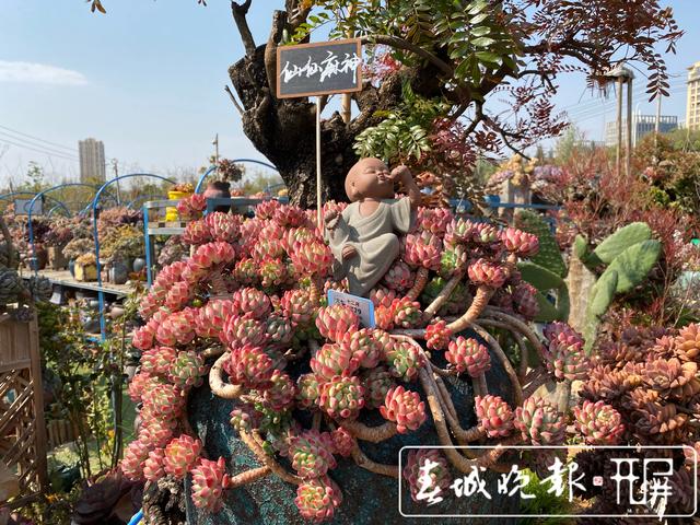 云南多肉產(chǎn)業(yè)銷量領跑全國！8成淘寶賣家推出“云寄養(yǎng)”，你入坑了沒？