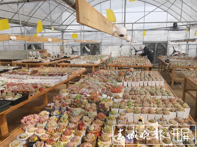 云南多肉產(chǎn)業(yè)銷量領跑全國！8成淘寶賣家推出“云寄養(yǎng)”，你入坑了沒？