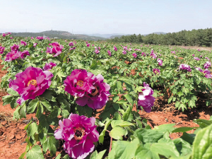 18991616778844941 18991616778844941