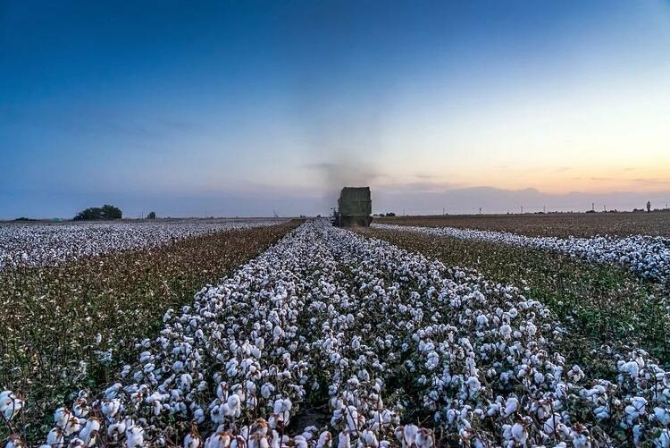 玉淵譚天丨“黑”新疆棉花，西方反華勢力的又一次黑槍