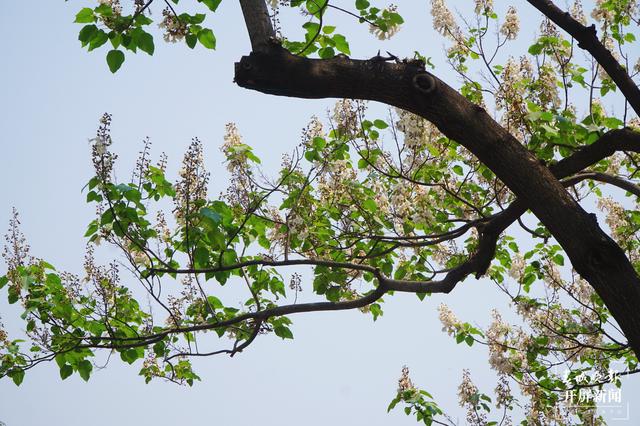 兩道繁花、清香怡人，昆明這條小眾“花路”唯美卻少為人知