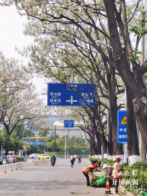 兩道繁花、清香怡人，昆明這條小眾“花路”唯美卻少為人知