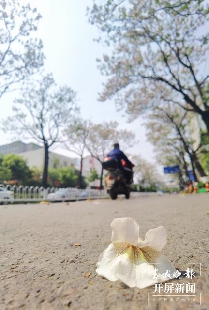 兩道繁花、清香怡人，昆明這條小眾“花路”唯美卻少為人知