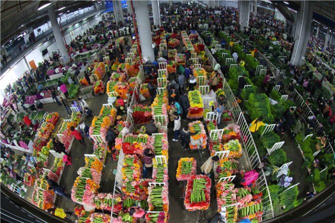 云南花卉產(chǎn)業(yè)20170122h050昆明斗南花卉市場(chǎng)產(chǎn)銷兩旺-黃喆春攝.jpg