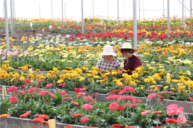 高原特色現(xiàn)代農(nóng)業(yè)-云南鮮花產(chǎn)業(yè)-云南省農(nóng)科院花卉所-非洲菊選育基地003（楊崢 攝）.jpg