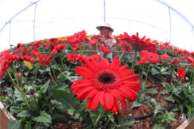 高原特色現(xiàn)代農(nóng)業(yè)-云南鮮花產(chǎn)業(yè)-云南省農(nóng)科院花卉所-非洲菊選育基地006（楊崢 攝）.jpg
