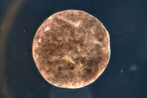 升級版活體機器人來了