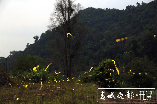 云南發(fā)現(xiàn)螢火蟲3個(gè)新種4個(gè)中國(guó)新紀(jì)錄種