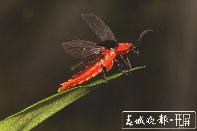 云南發(fā)現(xiàn)螢火蟲3個(gè)新種4個(gè)中國(guó)新紀(jì)錄種