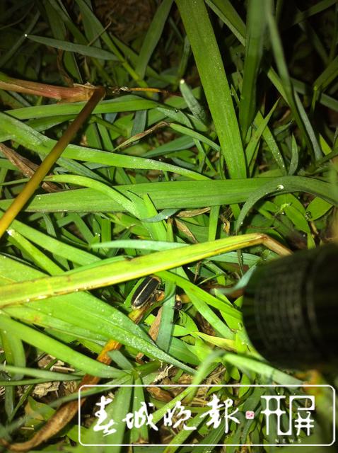 云南發(fā)現(xiàn)螢火蟲3個(gè)新種4個(gè)中國(guó)新紀(jì)錄種