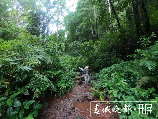 云南發(fā)現(xiàn)螢火蟲3個(gè)新種4個(gè)中國(guó)新紀(jì)錄種