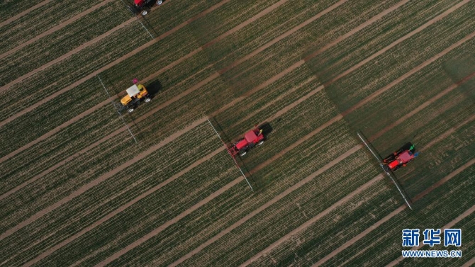 噴霧機(jī)在河北省辛集市試炮營村麥田里進(jìn)行除草作業(yè)（2020年3月17日攝，無人機(jī)照片）。