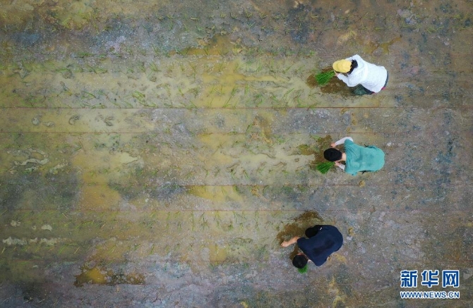 研究人員在廣州增城華南農(nóng)業(yè)大學(xué)試驗(yàn)田插種嫦娥五號搭載的太空稻秧苗（2021年3月29日攝，無人機(jī)照片）。共計(jì)40克的“天稻”于2020年11月搭乘嫦娥五號登月，歷時(shí)約23天、76萬公里的“環(huán)月旅行”返回地球。