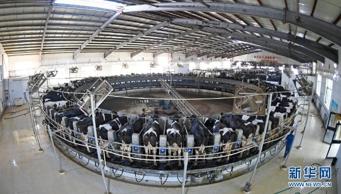 寧夏中衛(wèi)市沐沙牧場的工作人員為自動(dòng)轉(zhuǎn)盤式奶臺上的奶牛擠奶（2020年9月14日攝）。寧夏中衛(wèi)市沐沙牧場，經(jīng)過7年時(shí)間，改造沙漠近萬畝。昔日數(shù)十米高的流動(dòng)沙丘經(jīng)過治理改造，變身飼草玉米種植基地，荒蕪的沙地變身“奶牛樂園”。