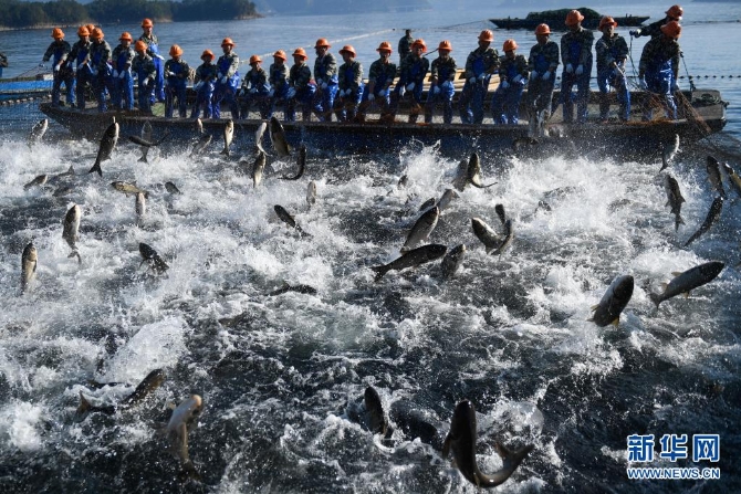 捕撈隊(duì)員在千島湖進(jìn)行巨網(wǎng)捕魚（2018年11月28日攝）。近年來，千島湖以漁業(yè)為基礎(chǔ)，建立了集“養(yǎng)殖、管護(hù)、捕撈、銷售、加工、烹飪、旅游、文創(chuàng)”為一體的完整產(chǎn)業(yè)鏈，獲得經(jīng)濟(jì)效益和生態(tài)效益的雙豐收。