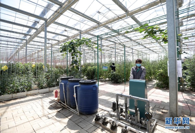 河北省饒陽縣一家現(xiàn)代農(nóng)業(yè)示范園區(qū)工人在智慧溫室操作水肥一體化設(shè)施（2020年4月8日攝）。近年來，河北省饒陽縣在推進(jìn)農(nóng)業(yè)供給側(cè)結(jié)構(gòu)性改革中，積極優(yōu)化農(nóng)業(yè)產(chǎn)業(yè)結(jié)構(gòu)，依托現(xiàn)代農(nóng)業(yè)示范園區(qū)建設(shè)，將自動(dòng)滴灌、遠(yuǎn)程數(shù)據(jù)采集、智能電力溫控等先進(jìn)“工業(yè)化”技術(shù)應(yīng)用于農(nóng)業(yè)生產(chǎn)。