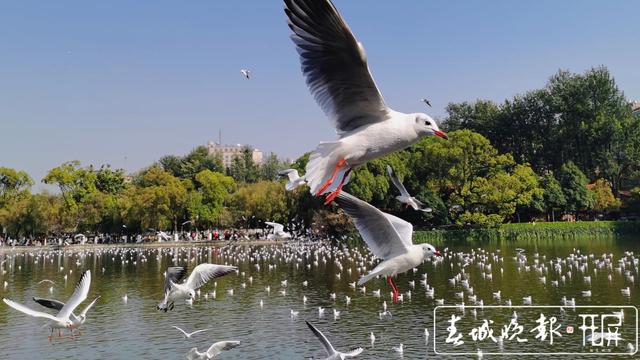 紅嘴鷗（資料圖）
