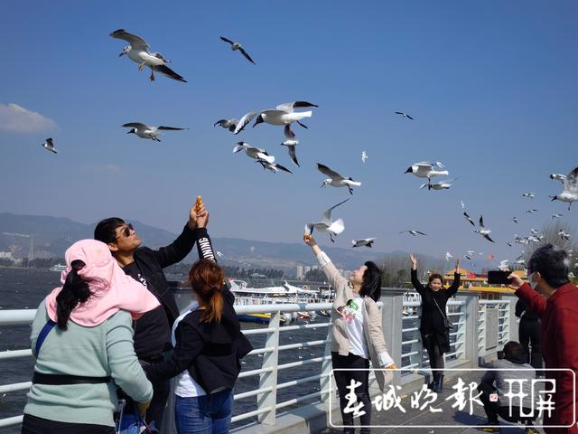 紅嘴鷗要啟程啦！它們已穿上“婚紗”，準(zhǔn)備回家生娃了