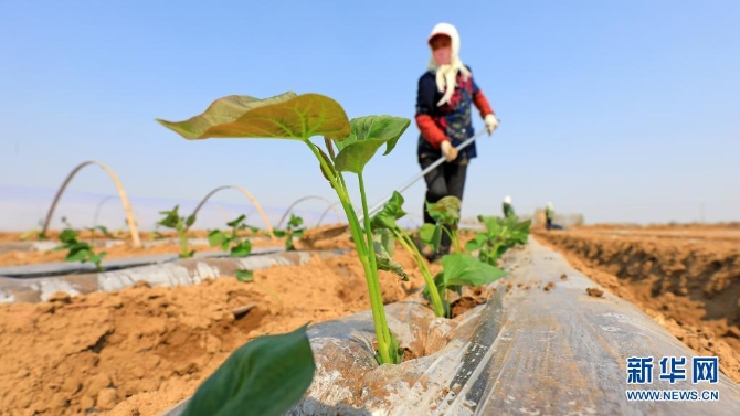 4月6日，唐山市灤南縣東黃坨鎮(zhèn)新戶村農民采用雙層覆膜技術種植紅薯。