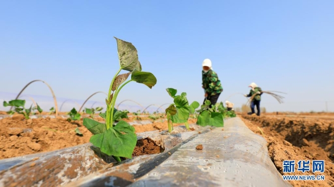 4月6日，唐山市灤南縣東黃坨鎮(zhèn)新戶村農民采用雙層覆膜技術種植紅薯。1