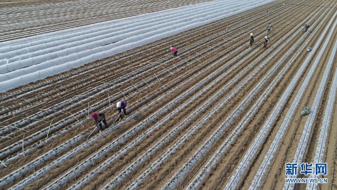 4月6日，唐山市灤南縣東黃坨鎮(zhèn)新戶村農民采用雙層覆膜技術種植紅薯（無人機照片）。