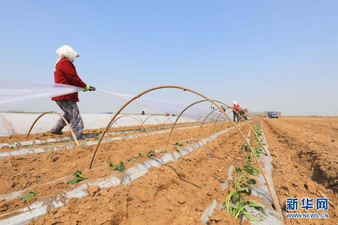 4月6日，唐山市灤南縣東黃坨鎮(zhèn)新戶村農民采用雙層覆膜技術種植紅薯。3