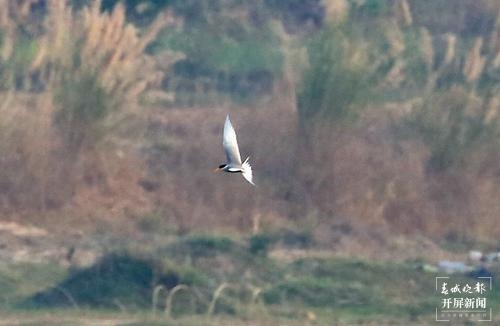 黑腹燕鷗(陳錦棠攝)