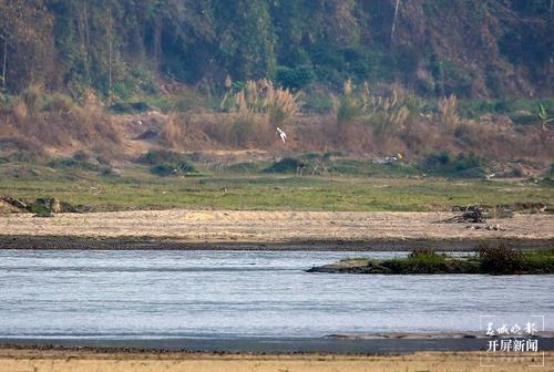 黑腹燕鷗(陳錦棠攝)