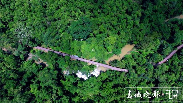 推進(jìn)涉林大案要案整改！云南啟動(dòng)打擊毀林專項(xiàng)行動(dòng)