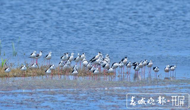 “大長腿”！51只黑翅長腳鷸遷徙中降臨保山青華海