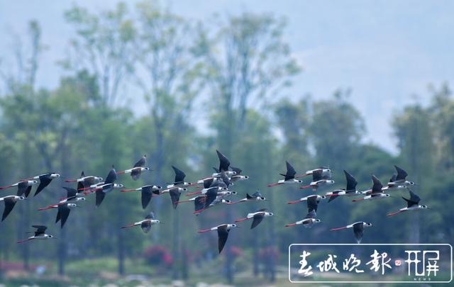 “大長腿”！51只黑翅長腳鷸遷徙中降臨保山青華海