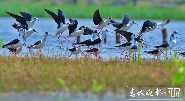 “大長腿”！51只黑翅長腳鷸遷徙中降臨保山青華海