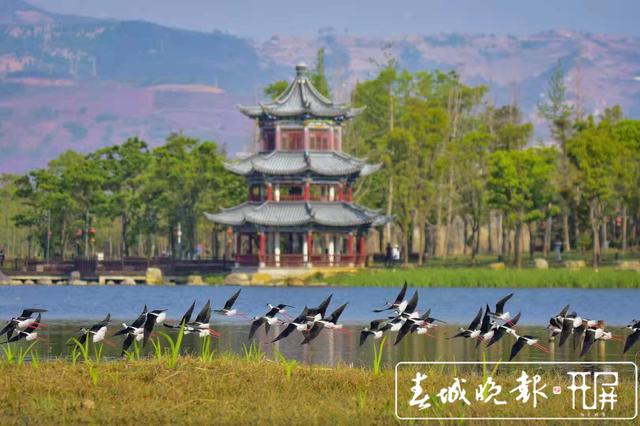 “大長腿”！51只黑翅長腳鷸遷徙中降臨保山青華海