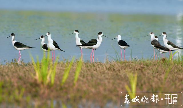 “大長腿”！51只黑翅長腳鷸遷徙中降臨保山青華海