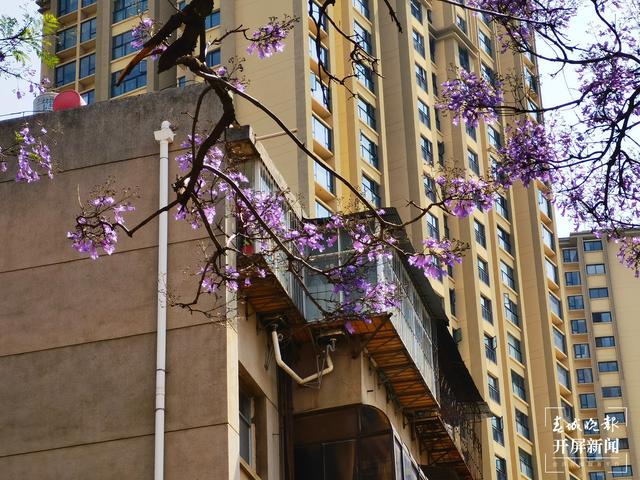 又見網(wǎng)紅藍花楹初開！ 左學佳 攝