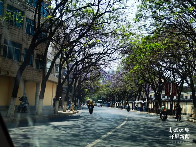 又見網(wǎng)紅藍花楹初開！ 左學佳 攝