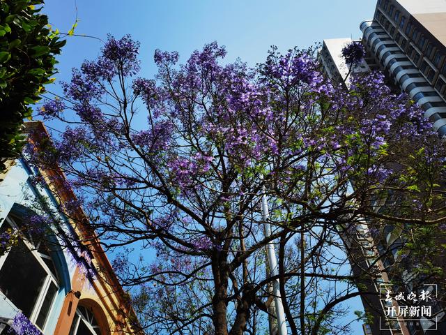 又見網(wǎng)紅藍花楹初開！ 左學佳 攝