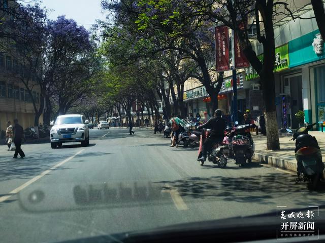 又見網(wǎng)紅藍花楹初開！ 左學佳 攝