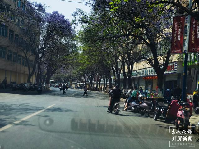 又見網(wǎng)紅藍花楹初開！ 左學佳 攝