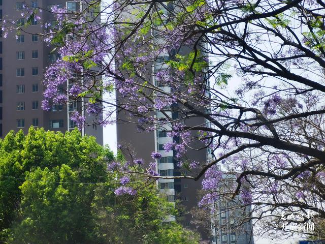 又見網(wǎng)紅藍花楹初開！ 左學佳 攝