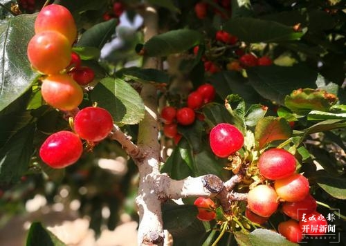 曲靖馬龍“早熟”車?yán)遄蛹t透了！五一采摘約起來～（春城晚報(bào)-開屏新聞?dòng)浾?蔣瓊波 通訊員 李梅花 攝）