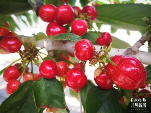 曲靖馬龍“早熟”車?yán)遄蛹t透了！五一采摘約起來～（春城晚報(bào)-開屏新聞?dòng)浾?蔣瓊波 通訊員 李梅花 攝）