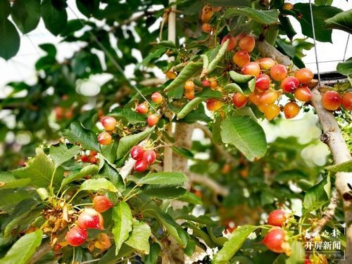 曲靖馬龍“早熟”車?yán)遄蛹t透了！五一采摘約起來～（春城晚報(bào)-開屏新聞?dòng)浾?蔣瓊波 通訊員 李梅花 攝）