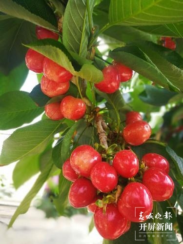 曲靖馬龍“早熟”車?yán)遄蛹t透了！五一采摘約起來～（春城晚報(bào)-開屏新聞?dòng)浾?蔣瓊波 通訊員 李梅花 攝）