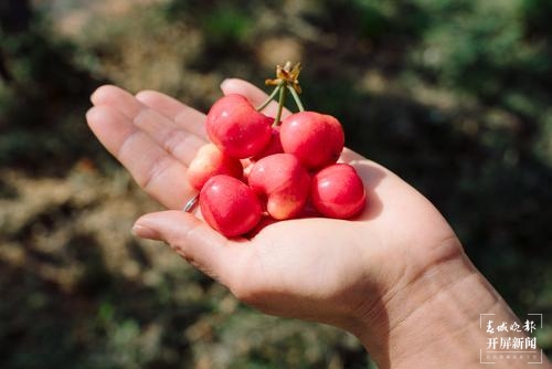曲靖馬龍“早熟”車?yán)遄蛹t透了！五一采摘約起來～（春城晚報(bào)-開屏新聞?dòng)浾?蔣瓊波 通訊員 李梅花 攝）