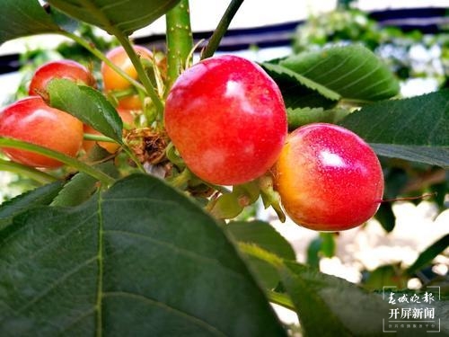 曲靖馬龍“早熟”車?yán)遄蛹t透了！五一采摘約起來～（春城晚報(bào)-開屏新聞?dòng)浾?蔣瓊波 通訊員 李梅花 攝）