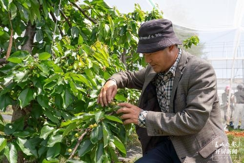 曲靖馬龍“早熟”車?yán)遄蛹t透了！五一采摘約起來～（春城晚報(bào)-開屏新聞?dòng)浾?蔣瓊波 通訊員 李梅花 攝）